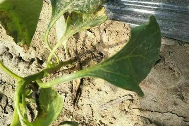 往茄子秧根部浇硼砂水行吗