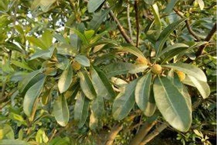 钾肥和氮肥能一起用吗