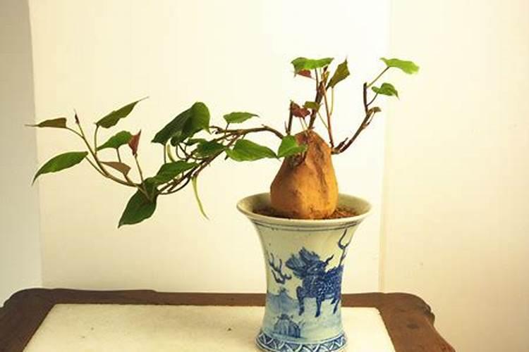 地瓜花怎么过冬