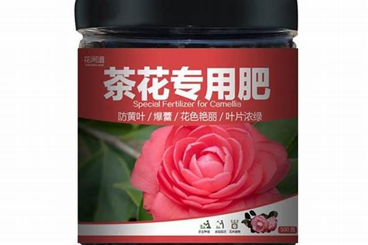 四季茶花干叶脱落怎么回事