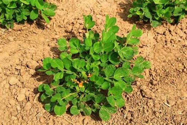 花生喜欢什么肥料