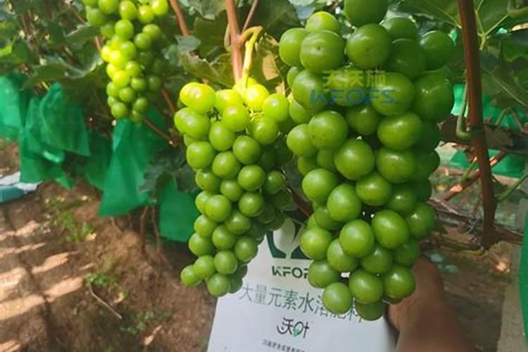 葡萄种植叶面喷肥