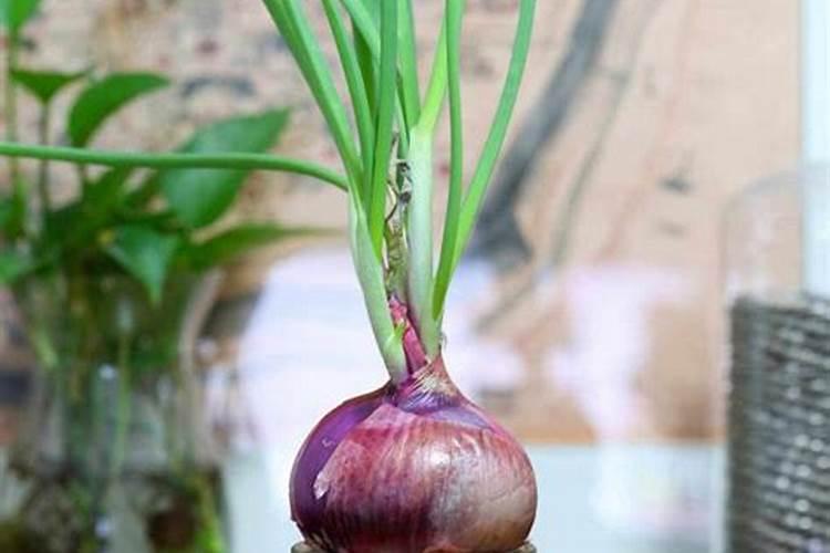 黄豆、大米、洋葱、白醋泡水浇花会怎样