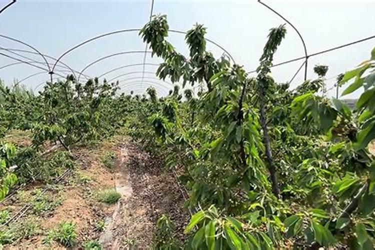 樱桃园的管理很重要,樱桃园的管理办法有什么？