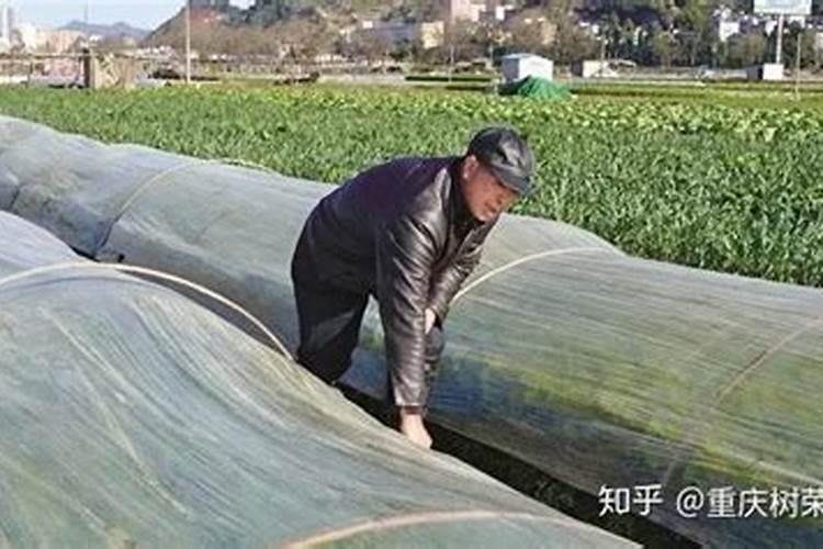 在晚秋,农民用什么办法老防御霜冻对作物的危害？应用的什么原理？