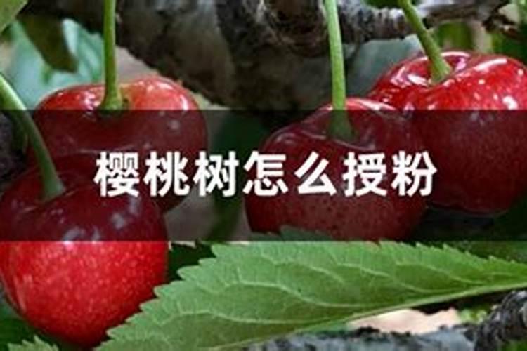 大樱桃现在是盛花期了坐果不好,还能打保花保果的药吗,用什么样的...