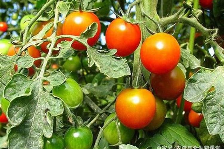 病毒病哪种农药最好