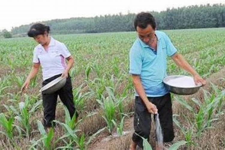 种菜用尿素还是复合肥