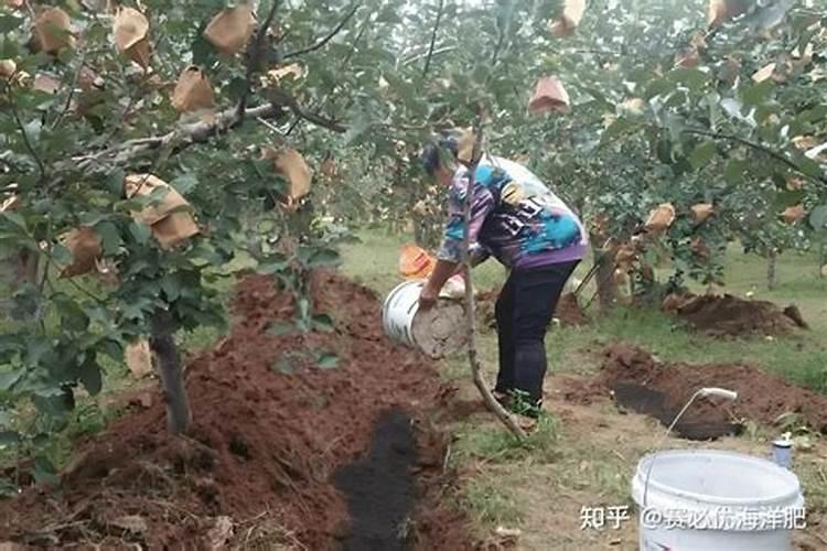 果树生根促根用什么效果最好？