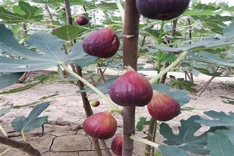 新种的山楂树苗夏天怎么管理 新种的山楂树如何管理