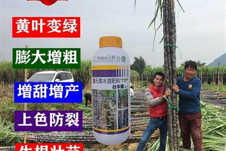 甘蔗最佳增甜方法