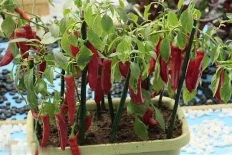 种植辣椒用什么肥料 辣椒全期以氮肥为主