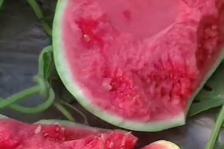 土豆最后一次施肥什么时候 如何追肥才能高产