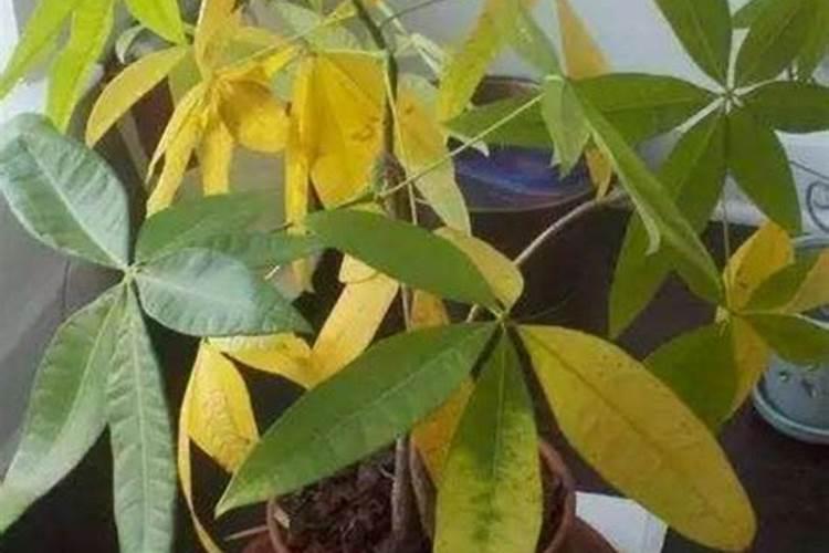 秋天发财树叶子发黄脱落怎样挽救
