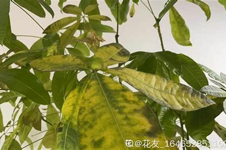 秋天发财树叶子发黄脱落怎样挽救