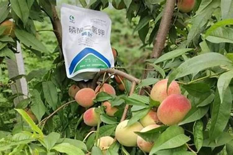 桃树用什么肥料最好