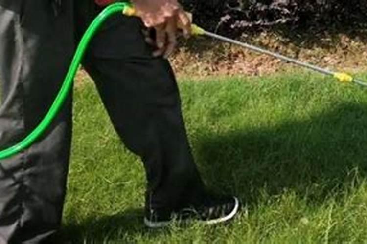 晚秋黄梨种植几年得树苗好处多