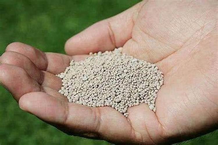 鹰嘴桃产地种植方法