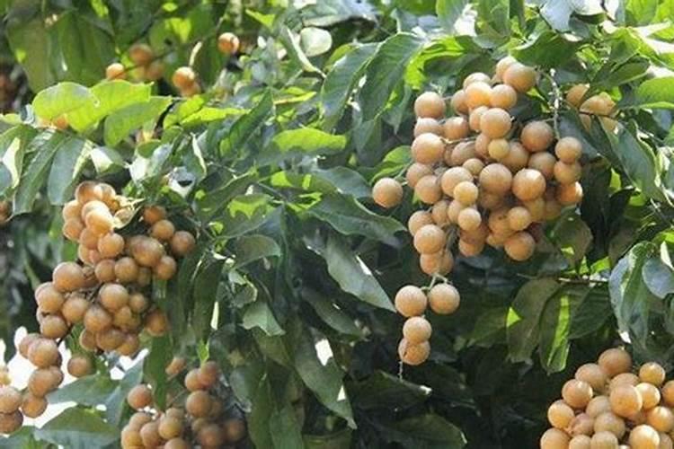 黄皮最好的肥料是什么？