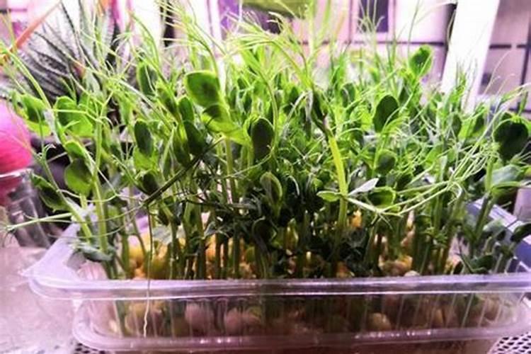 请问豌豆应该怎么追肥比较好？