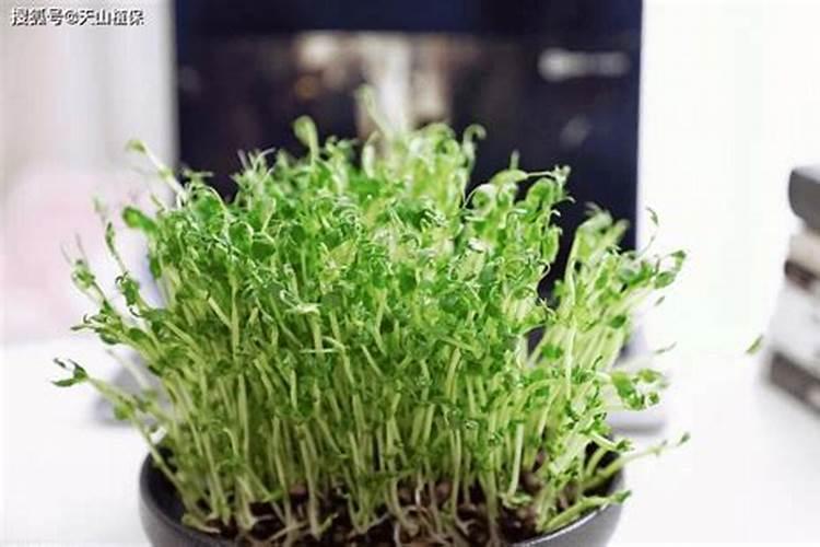 水种植豌豆苗喜欢什么肥料？