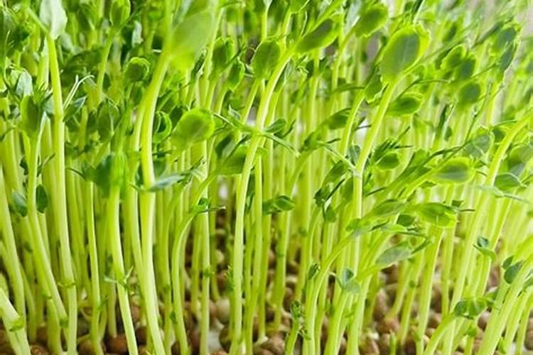 豌豆苗施什么肥料长的快长壮