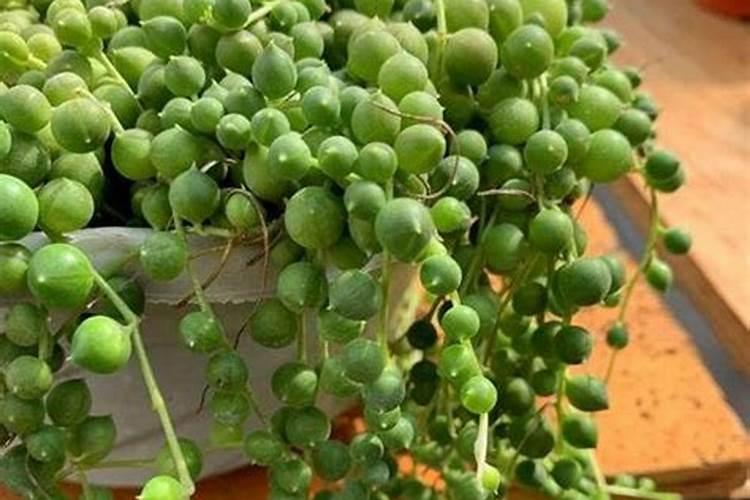 控释肥多肉怎样用