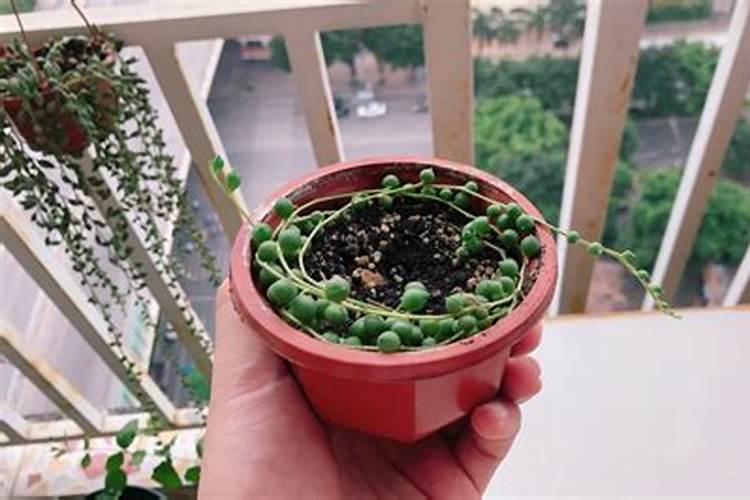 多肉植物越养越瘦怎么办