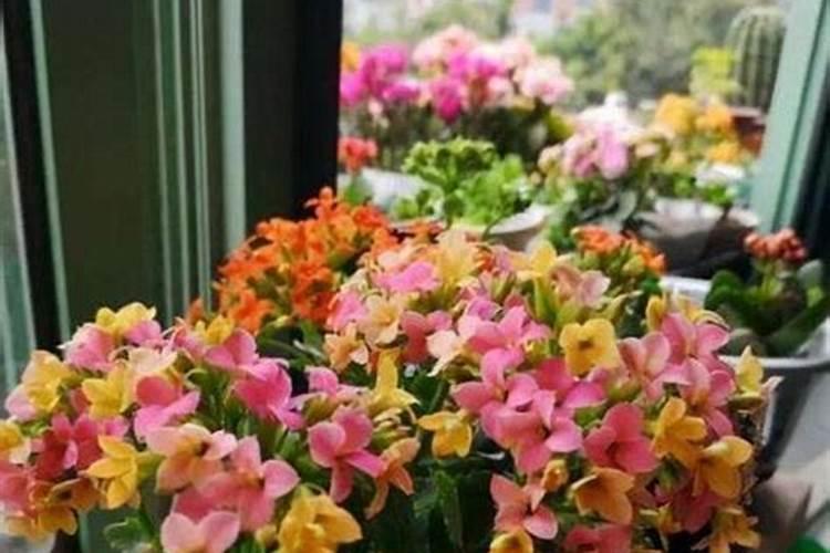 栀子花可以用复合肥吗