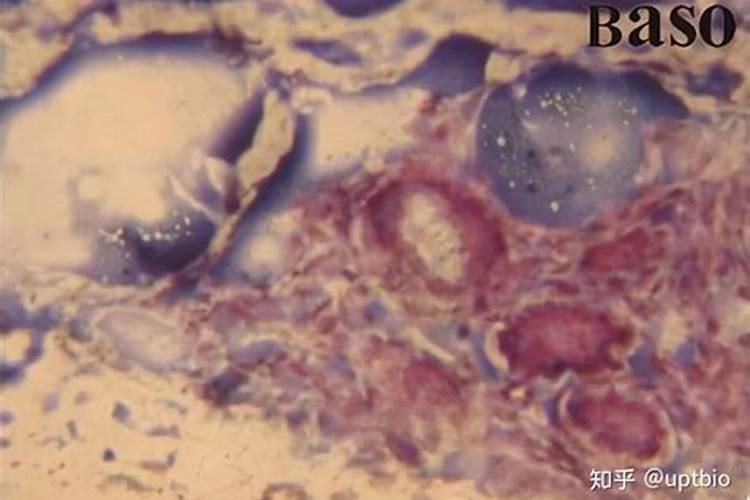 氨基酸水溶肥的主要成分有哪些