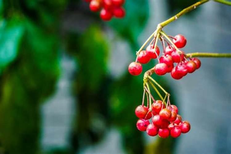 富贵籽几月开花