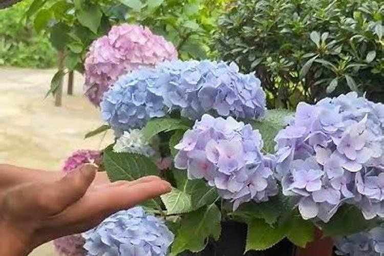 木槿花换盆后多久浇水一次