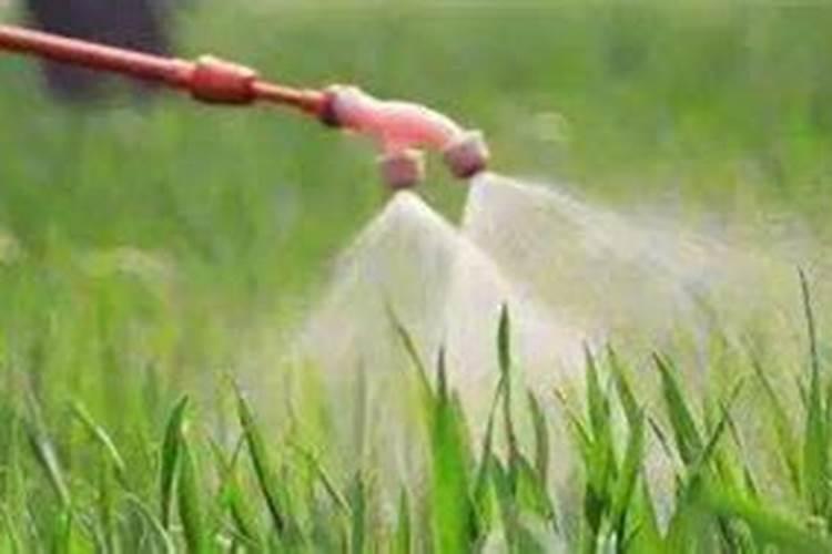 流酸铜钙可以治青枯吗？