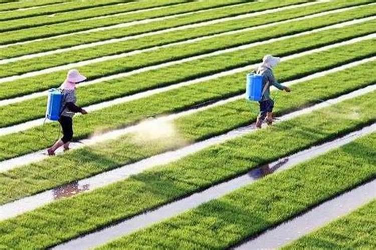 果树卸果后打什么药好