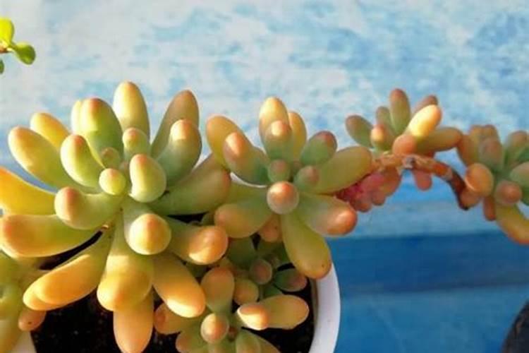 农村的高钾肥是什么肥料