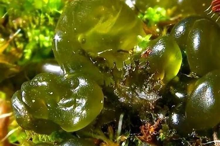 能够固氮的藻类有什么植物