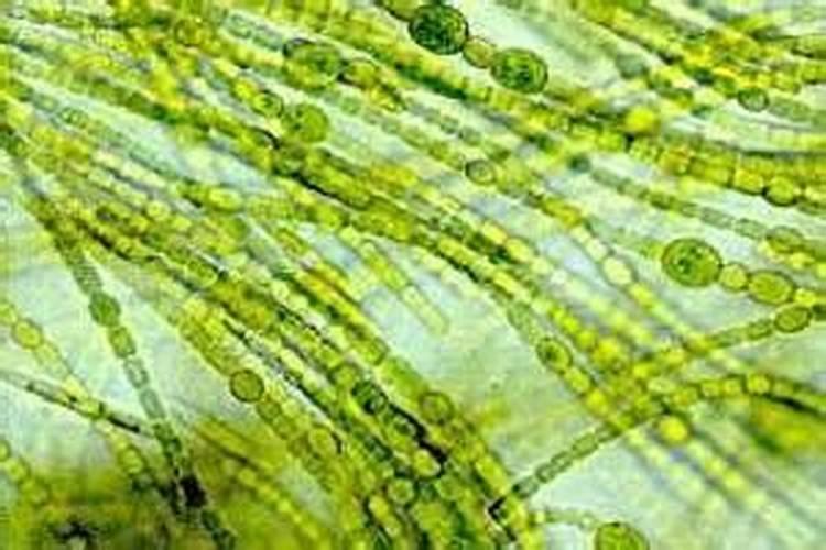 普通念珠藻可以人工养殖吗