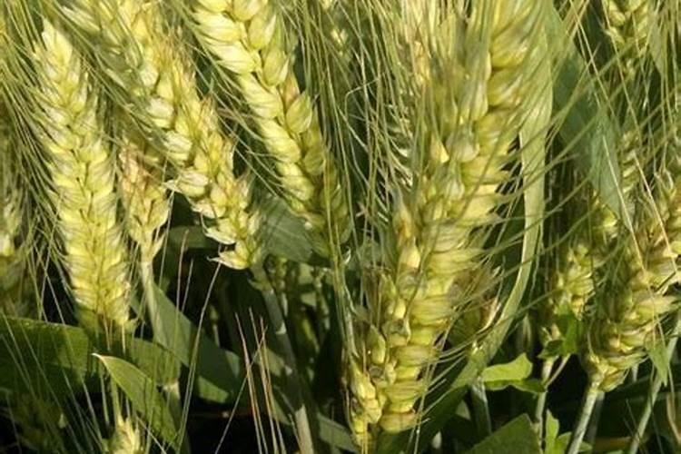 大白菜如何科学使用叶面施肥？