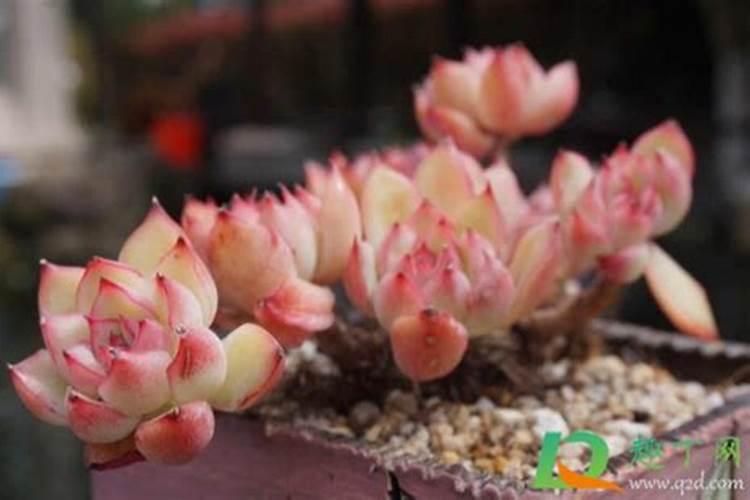 多肉换盆后多久可以施肥