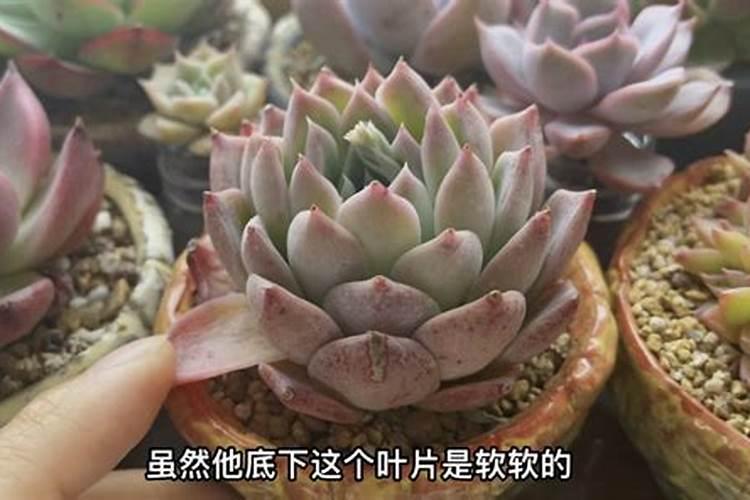 没服盆的多肉怎么浇水