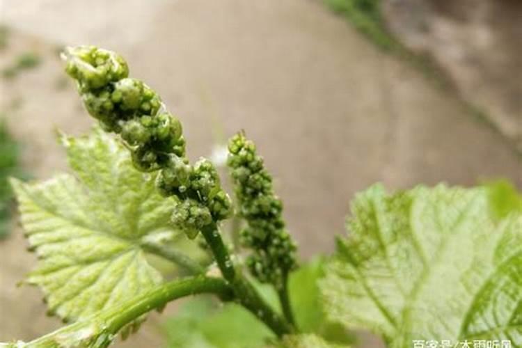 怎样给葡萄树施催芽肥？
