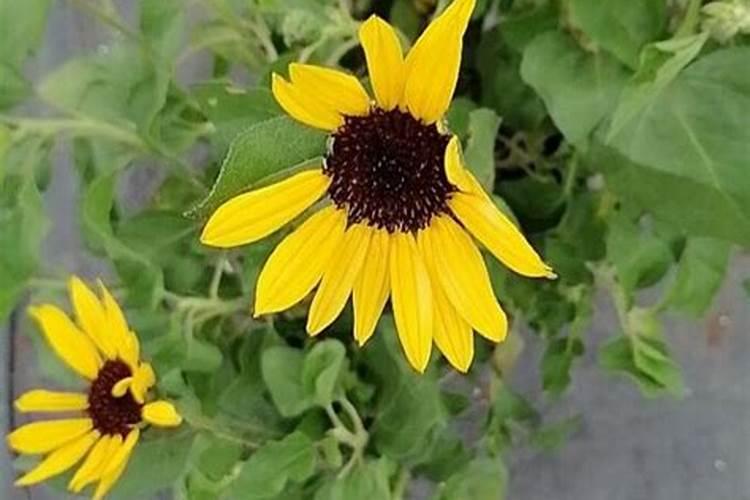 腐植酸叶面肥什么时候用比较好？记住这几点!