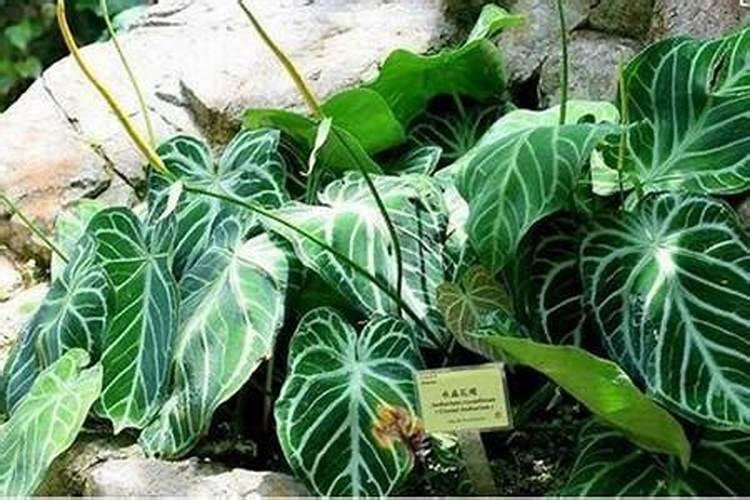 水晶花烛的水培方法