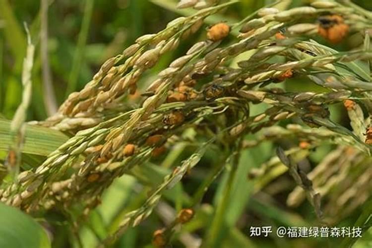 水稻3遍药怎么配