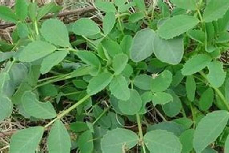 党参后期追什么肥料