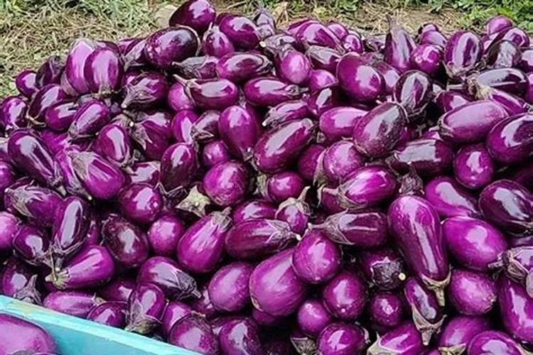 有机肥多少钱一吨