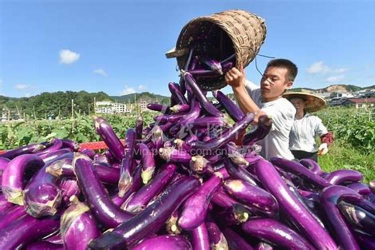 茄子开花期能追肥吗