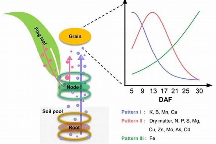 小麦免耕覆盖栽培技术的要点有那些？