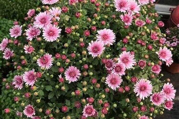 美国世多乐哈维果水溶肥4千克一袋的多少钱？