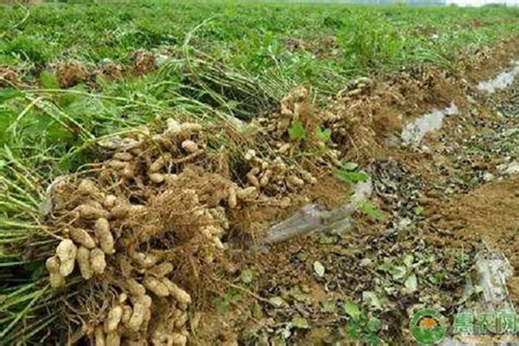 液体钙有什么好处